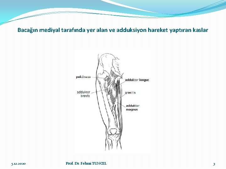 Bacağın mediyal tarafında yer alan ve adduksiyon hareket yaptıran kaslar 5. 12. 2020 Prof.