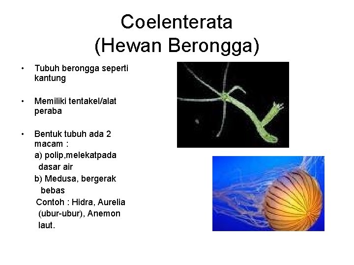 Coelenterata (Hewan Berongga) • Tubuh berongga seperti kantung • Memiliki tentakel/alat peraba • Bentuk