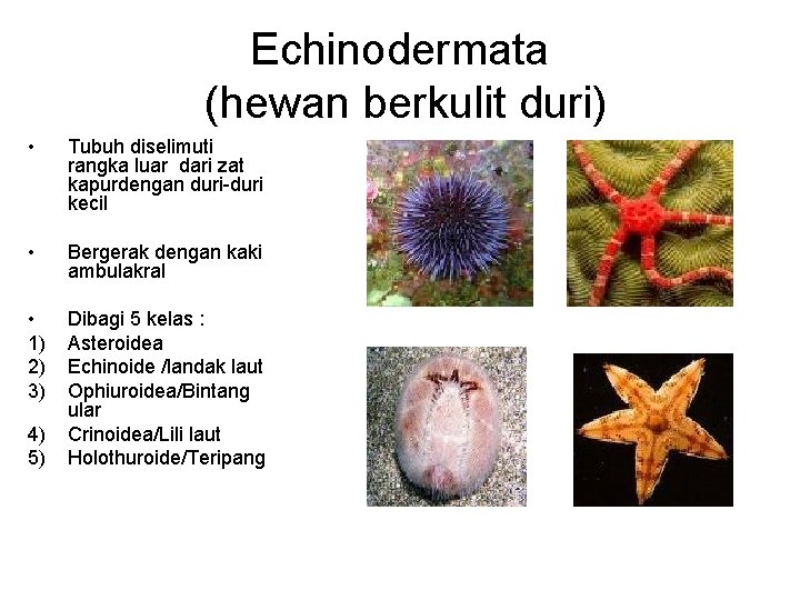 Echinodermata (hewan berkulit duri) • Tubuh diselimuti rangka luar dari zat kapurdengan duri-duri kecil