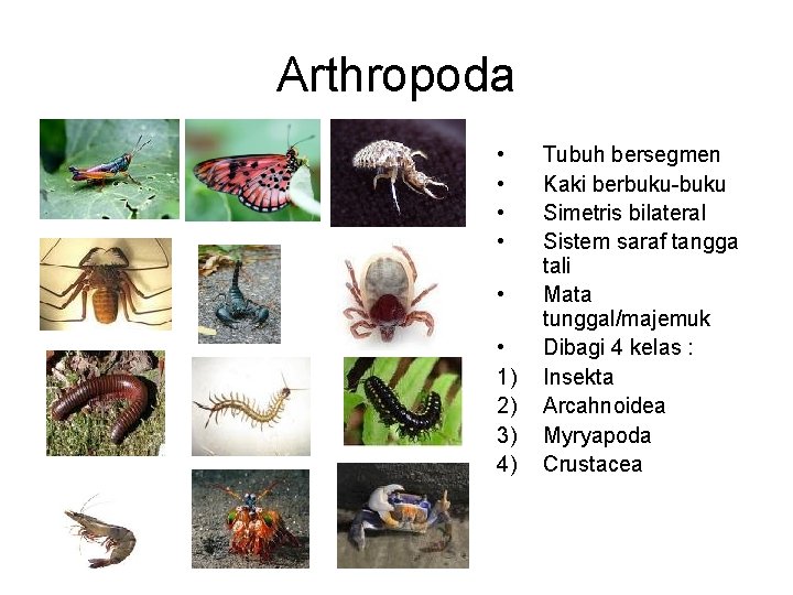 Arthropoda • • • 1) 2) 3) 4) Tubuh bersegmen Kaki berbuku-buku Simetris bilateral