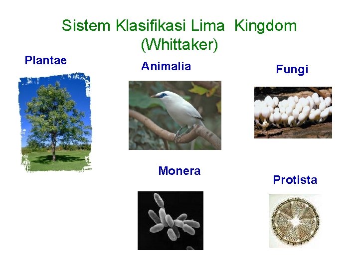 Sistem Klasifikasi Lima Kingdom (Whittaker) Plantae Animalia Monera Fungi Protista 