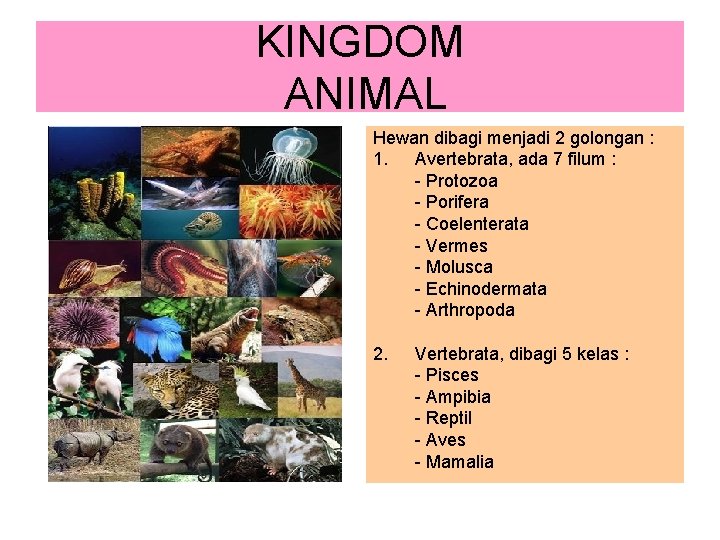 KINGDOM ANIMAL Hewan dibagi menjadi 2 golongan : 1. Avertebrata, ada 7 filum :