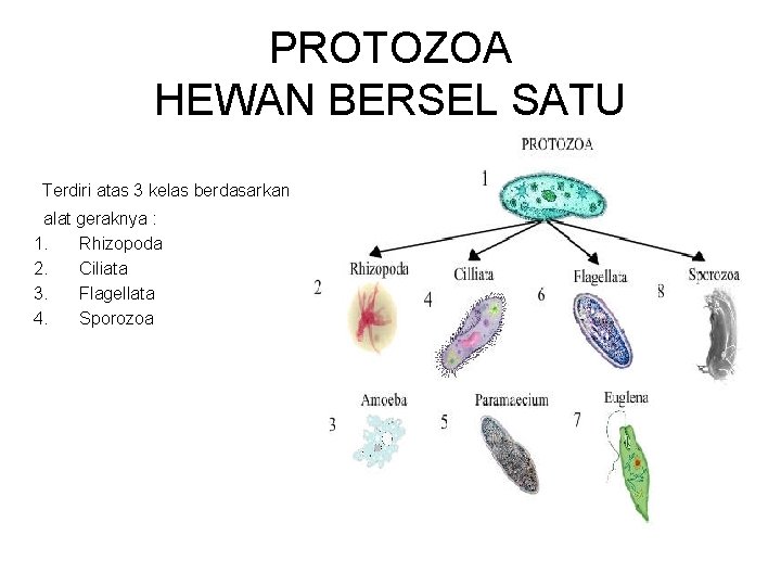 PROTOZOA HEWAN BERSEL SATU Terdiri atas 3 kelas berdasarkan alat geraknya : 1. Rhizopoda