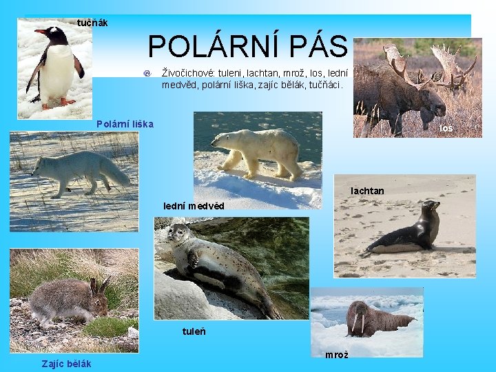 tučňák POLÁRNÍ PÁS Živočichové: tuleni, lachtan, mrož, los, lední medvěd, polární liška, zajíc bělák,