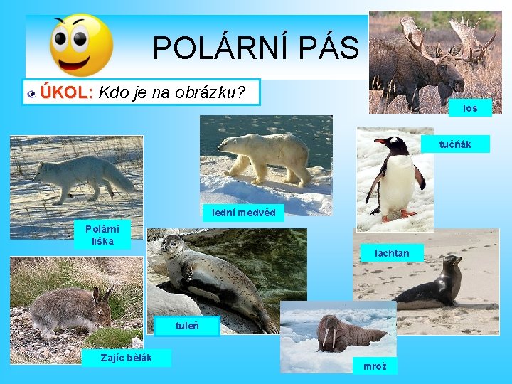 POLÁRNÍ PÁS ÚKOL: Kdo je na obrázku? los tučňák lední medvěd Polární liška lachtan