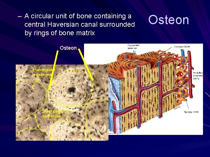 – A circular unit of bone containing a central Haversian canal surrounded by rings