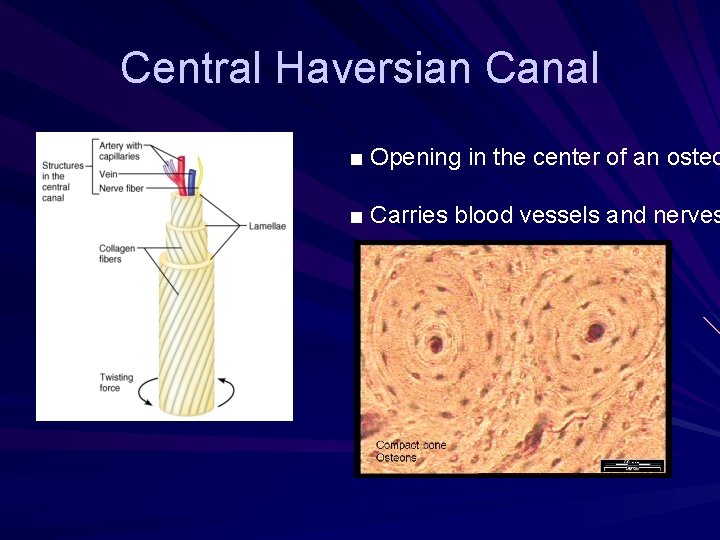 Central Haversian Canal ■ Opening in the center of an osteo ■ Carries blood