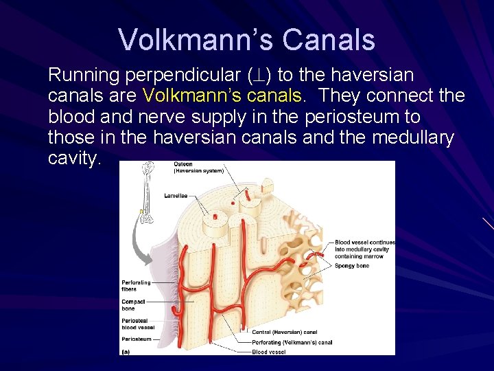 Volkmann’s Canals Running perpendicular ( ) to the haversian canals are Volkmann’s canals. They