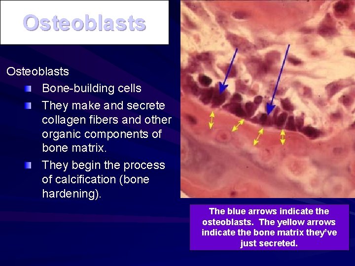 Osteoblasts Bone-building cells They make and secrete collagen fibers and other organic components of