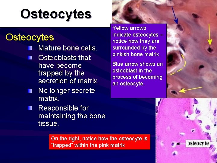 Osteocytes Mature bone cells. Osteoblasts that have become trapped by the secretion of matrix.