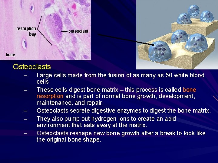 Osteoclasts – – – Large cells made from the fusion of as many as