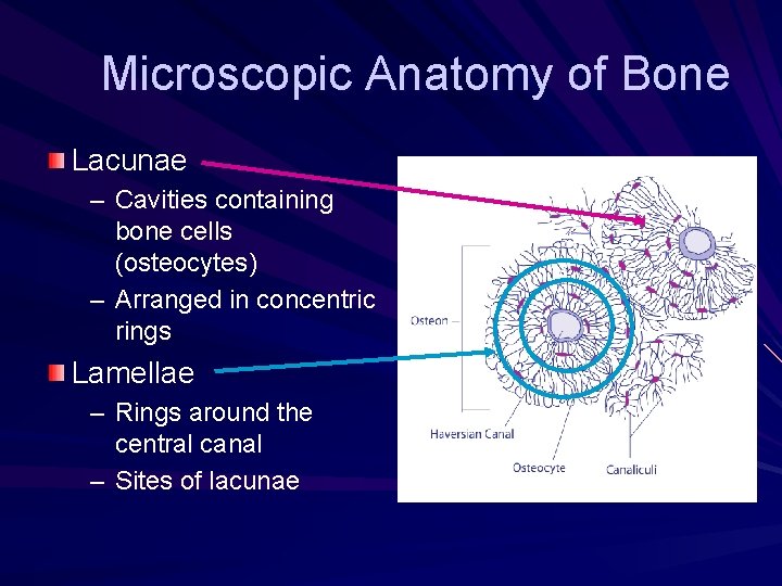 Microscopic Anatomy of Bone Lacunae – Cavities containing bone cells (osteocytes) – Arranged in