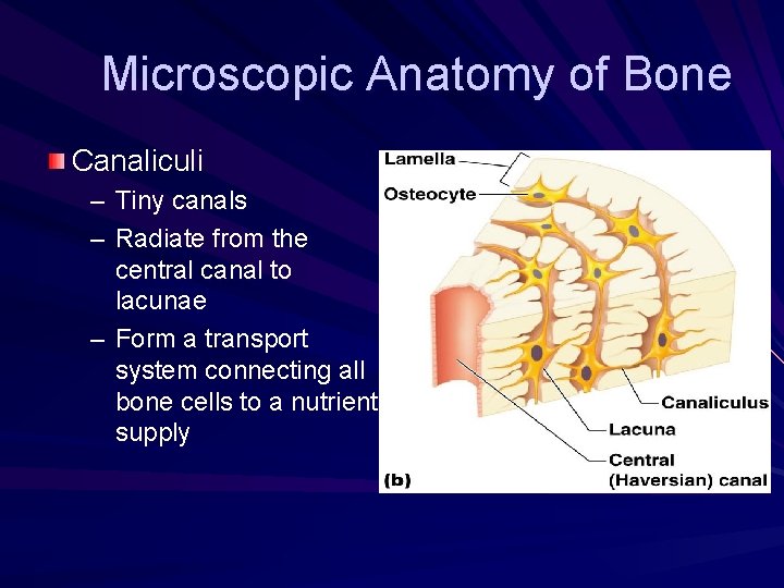 Microscopic Anatomy of Bone Canaliculi – Tiny canals – Radiate from the central canal