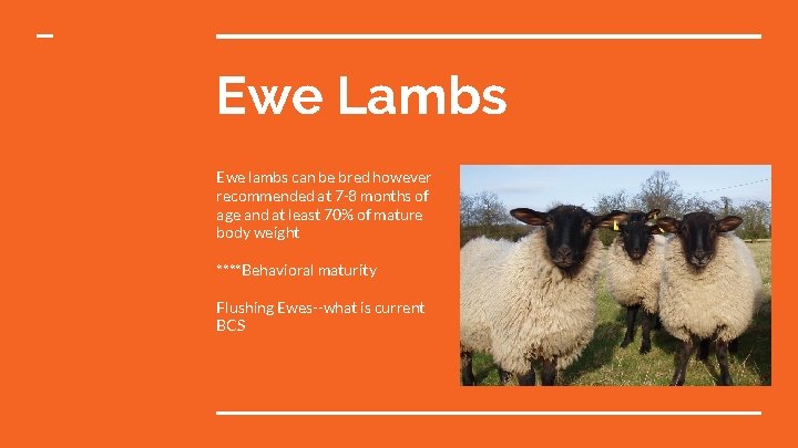 Ewe Lambs Ewe lambs can be bred however recommended at 7 -8 months of