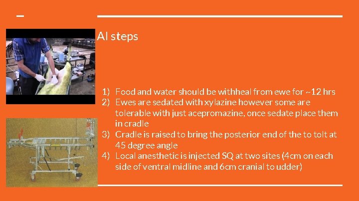 AI steps 1) Food and water should be withheal from ewe for ~12 hrs