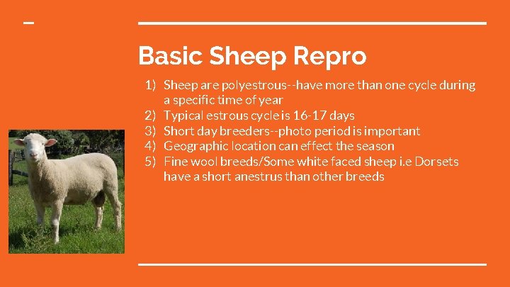 Basic Sheep Repro 1) Sheep are polyestrous--have more than one cycle during a specific