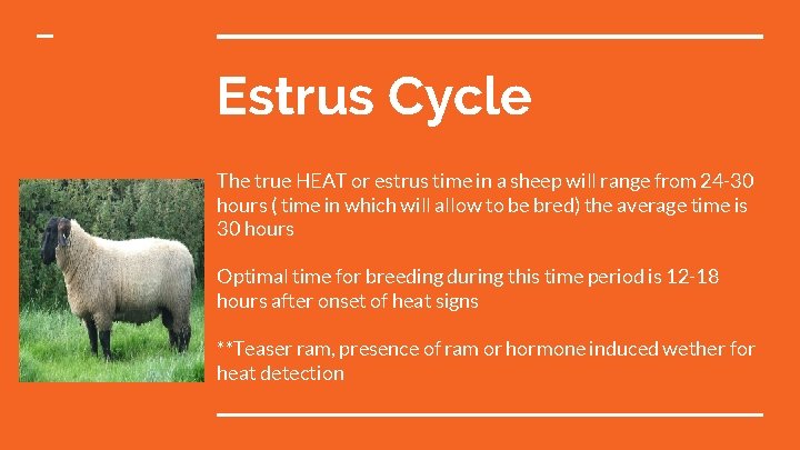 Estrus Cycle The true HEAT or estrus time in a sheep will range from