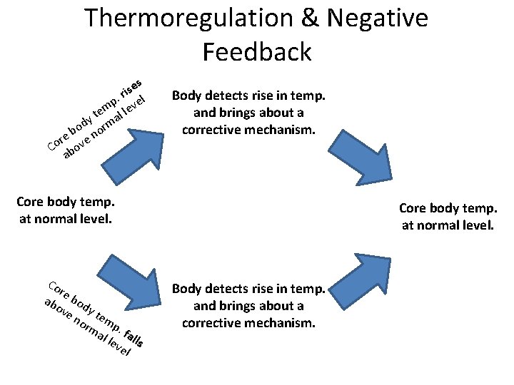 Thermoregulation & Negative Feedback es s i. r el p em l lev t