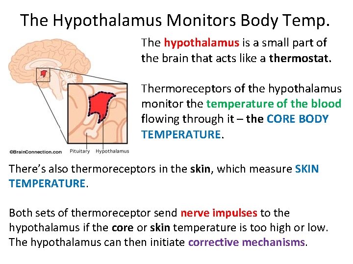 The Hypothalamus Monitors Body Temp. The hypothalamus is a small part of the brain