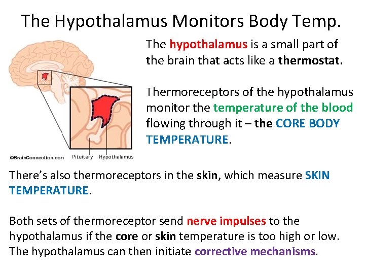 The Hypothalamus Monitors Body Temp. The hypothalamus is a small part of the brain The Hypothalamus Monitors Body Temp. The hypothalamus is a small part of the brain