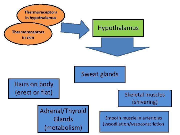 Thermoreceptors in hypothalamus Hypothalamus Thermoreceptors in skin Sweat glands Hairs on body (erect or