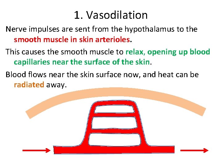 1. Vasodilation Nerve impulses are sent from the hypothalamus to the smooth muscle in 1. Vasodilation Nerve impulses are sent from the hypothalamus to the smooth muscle in