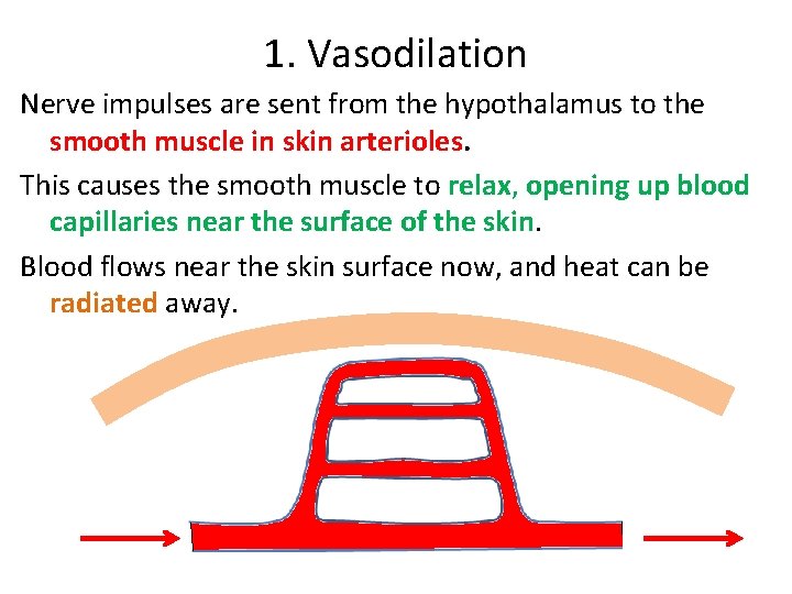 1. Vasodilation Nerve impulses are sent from the hypothalamus to the smooth muscle in