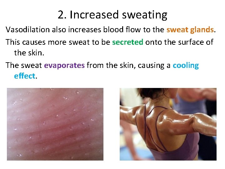 2. Increased sweating Vasodilation also increases blood flow to the sweat glands. This causes