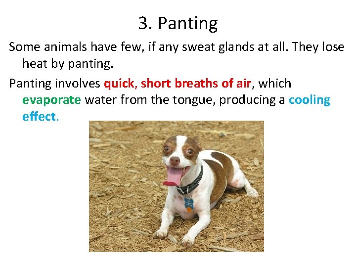 3. Panting Some animals have few, if any sweat glands at all. They lose 3. Panting Some animals have few, if any sweat glands at all. They lose