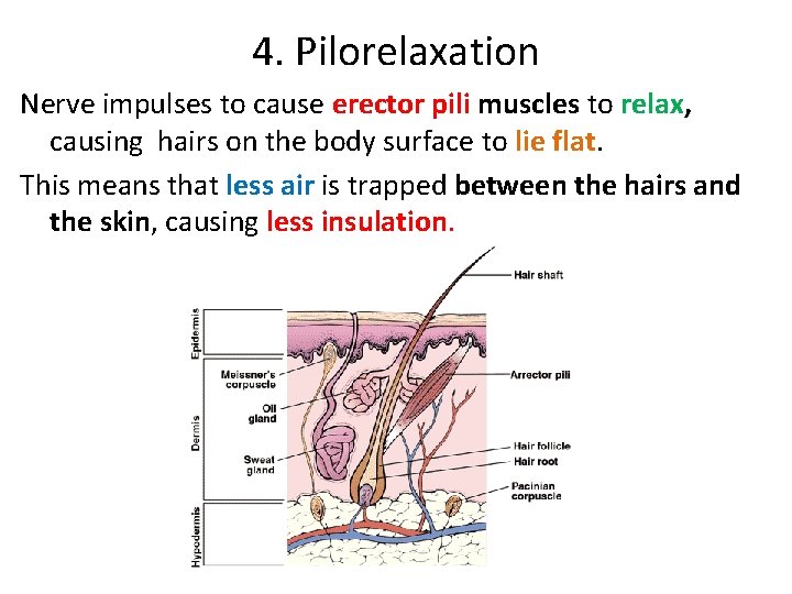 4. Pilorelaxation Nerve impulses to cause erector pili muscles to relax, causing hairs on 4. Pilorelaxation Nerve impulses to cause erector pili muscles to relax, causing hairs on