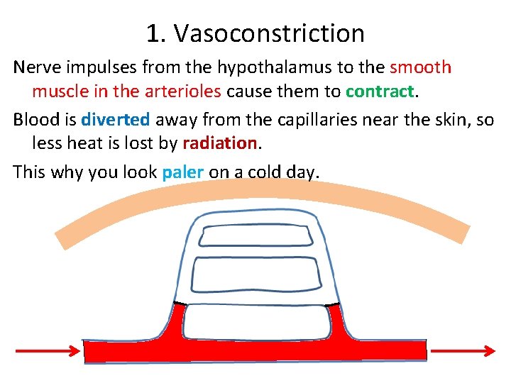 1. Vasoconstriction Nerve impulses from the hypothalamus to the smooth muscle in the arterioles 1. Vasoconstriction Nerve impulses from the hypothalamus to the smooth muscle in the arterioles