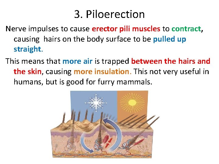 3. Piloerection Nerve impulses to cause erector pili muscles to contract, causing hairs on