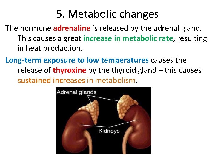 5. Metabolic changes The hormone adrenaline is released by the adrenal gland. This causes