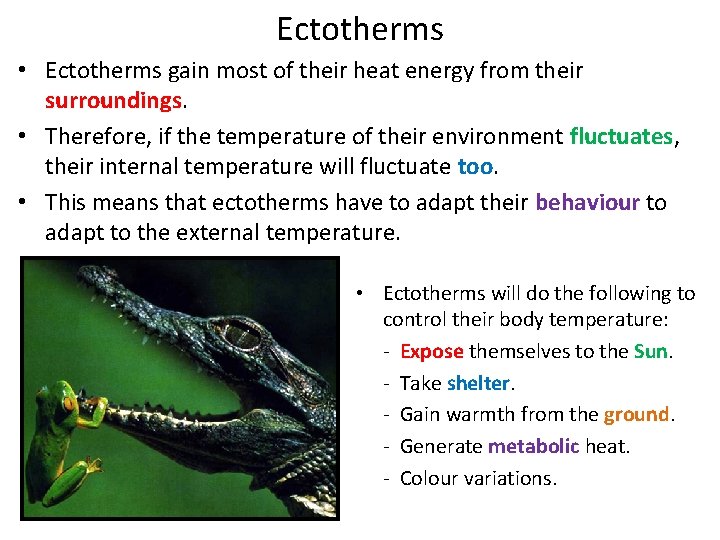 Ectotherms • Ectotherms gain most of their heat energy from their surroundings. • Therefore,