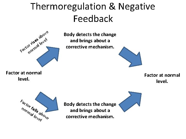Thermoregulation & Negative Feedback ve o ab l s ise leve r l r