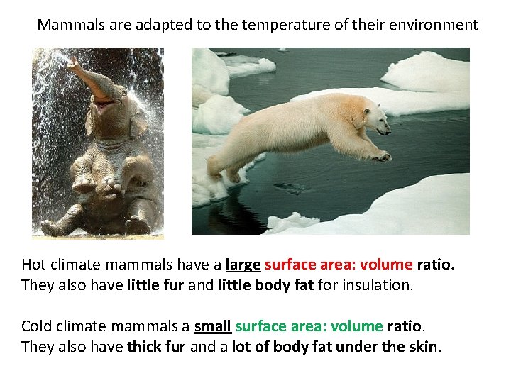 Mammals are adapted to the temperature of their environment Hot climate mammals have a