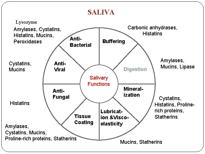 SALIVA Lysozyme Amylases, Cystatins, Histatins, Mucins, Peroxidases Cystatins, Mucins Anti. Bacterial Carbonic anhydrases, Histatins