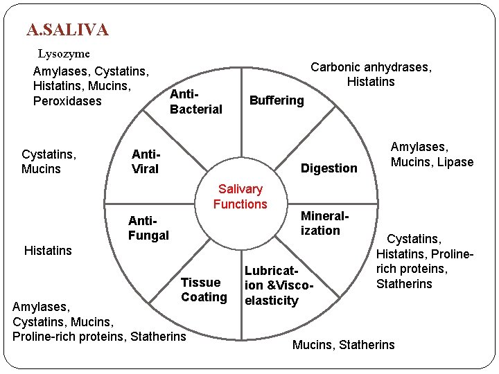 A. SALIVA Lysozyme Amylases, Cystatins, Histatins, Mucins, Peroxidases Cystatins, Mucins Anti. Bacterial Carbonic anhydrases,