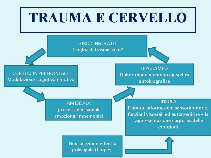 TRAUMA E CERVELLO GIRO CINGOLATO ‘Cinghia di trasmissione’ CORTECCIA PREFRONTALE Modulazione cognitiva emotiva AMIGDALA