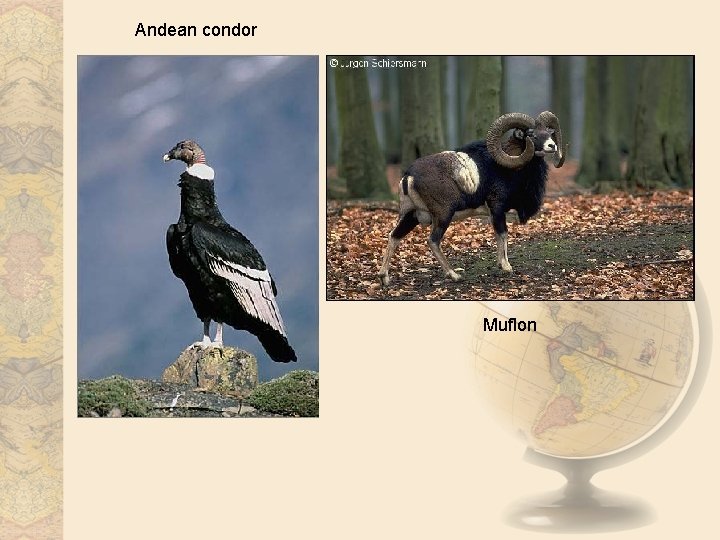 Andean condor Muflon 