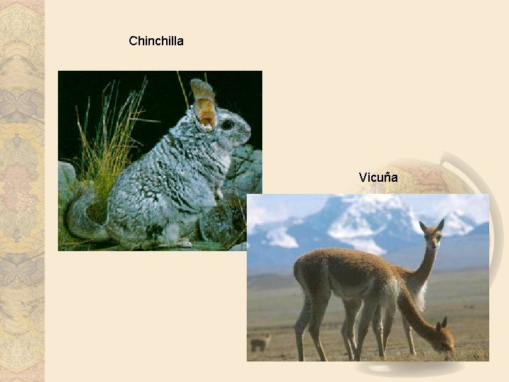 Chinchilla Vicuña 