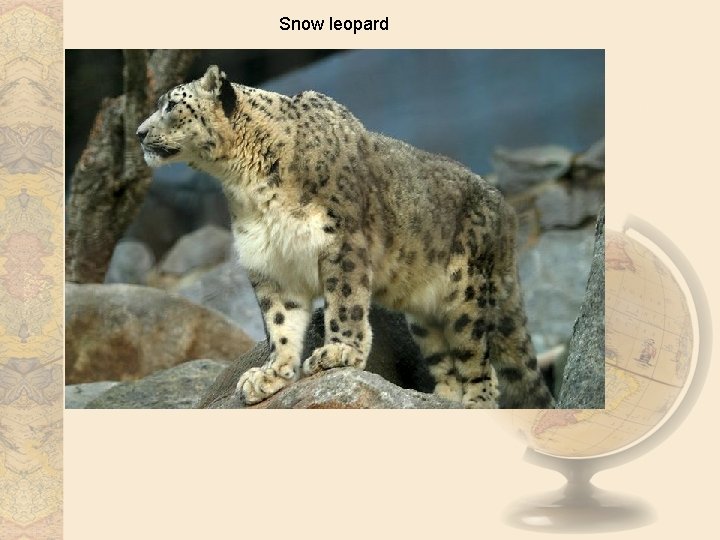 Snow leopard 