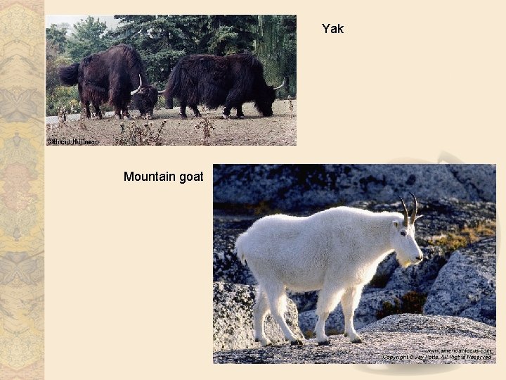 Yak Mountain goat 