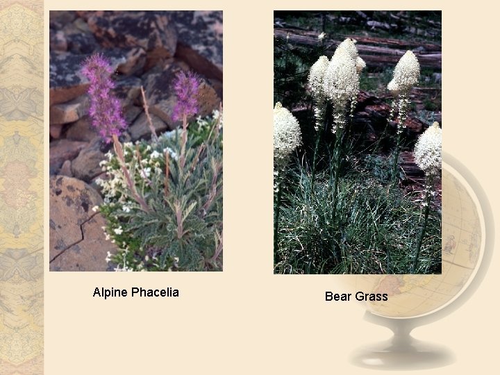 Alpine Phacelia Bear Grass 