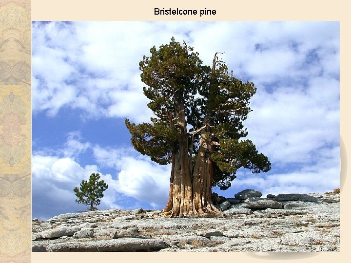 Bristelcone pine 