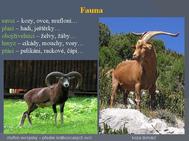 Fauna savci – kozy, ovce, mufloni… plazi – hadi, ještěrky… obojživelníci – želvy, žáby…
