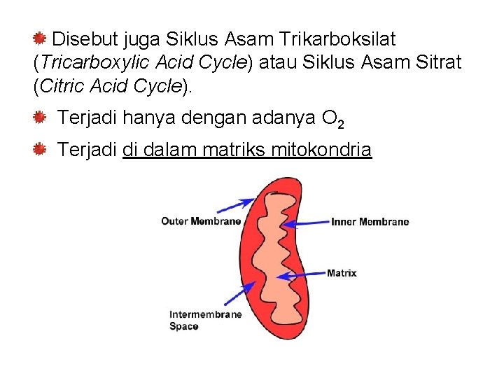 Disebut juga Siklus Asam Trikarboksilat (Tricarboxylic Acid Cycle) atau Siklus Asam Sitrat (Citric Acid