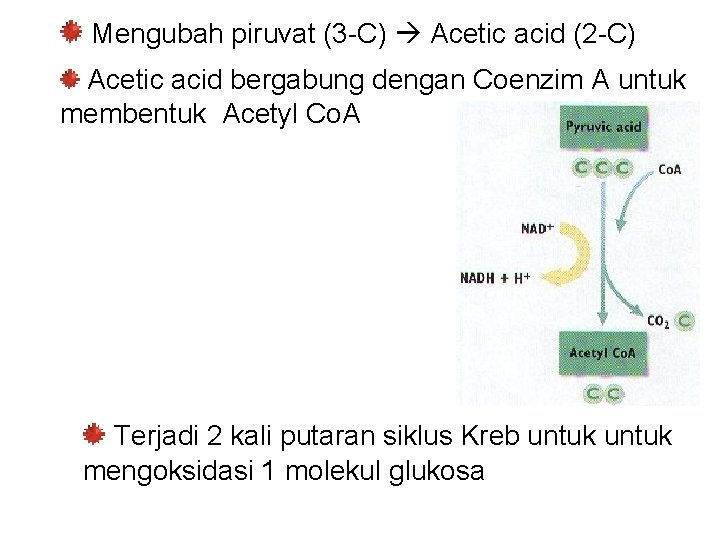 Mengubah piruvat (3 -C) Acetic acid (2 -C) Acetic acid bergabung dengan Coenzim A