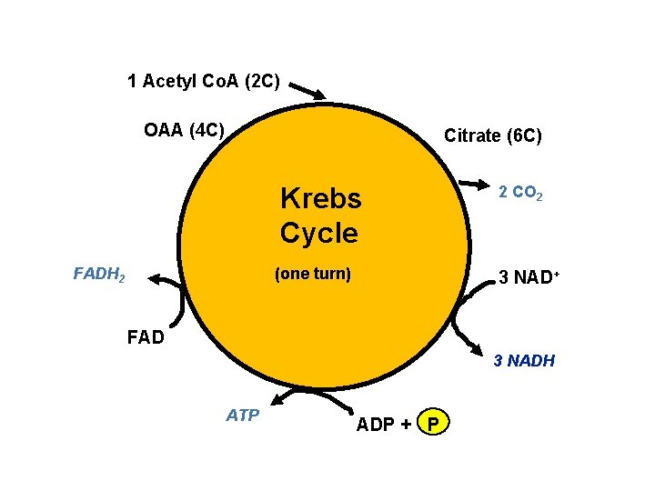 1 Acetyl Co. A (2 C) OAA (4 C) Citrate (6 C) Krebs Cycle