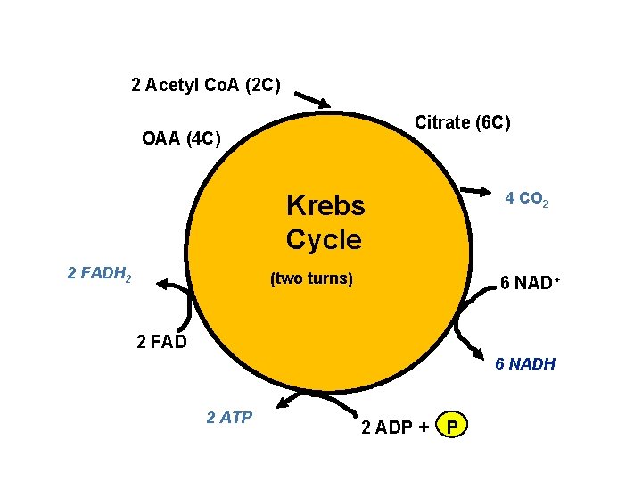 2 Acetyl Co. A (2 C) Citrate (6 C) OAA (4 C) Krebs Cycle